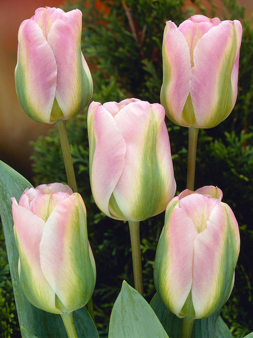 Tulip Greenland
