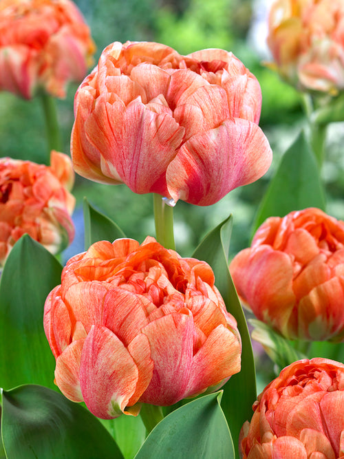 Tulip Gudoshnik Double