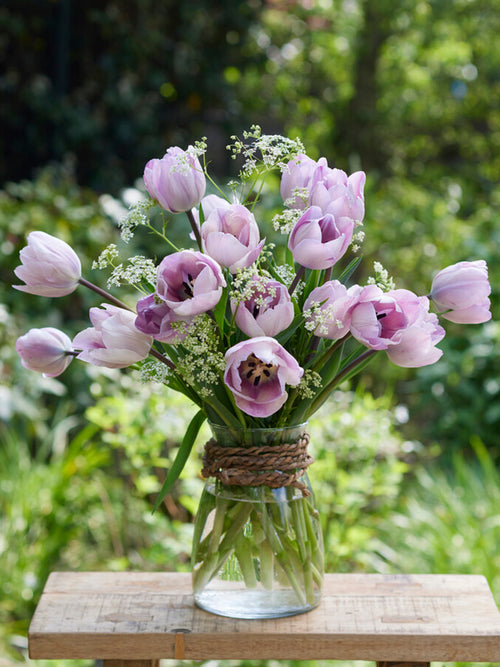 Buy Tulip Bulbs Jacuzzi from Holland