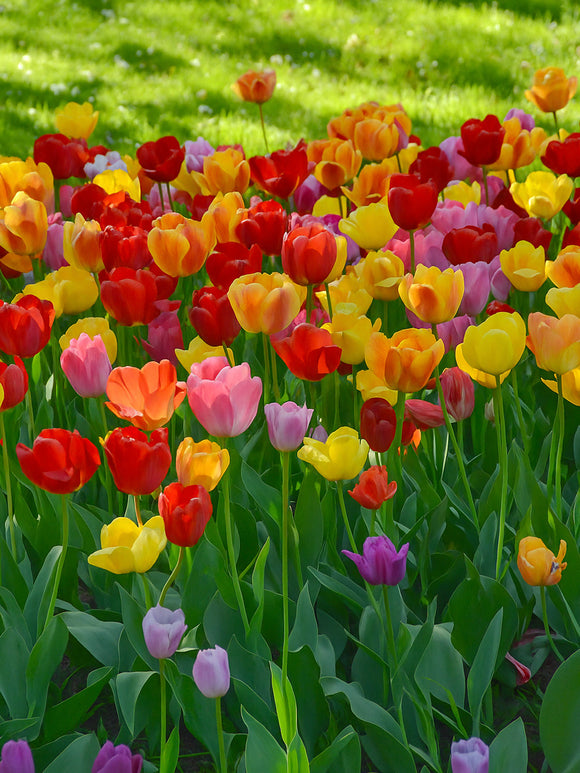 Tulip Jumbo Darwin Mix