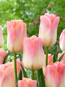 Tulip Jumbo Jet