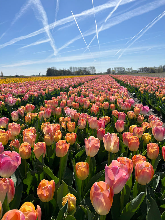 Tulip Jumbo Jet Kunyun Field