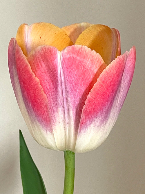 Tulip Jumbo Jet Kunyun