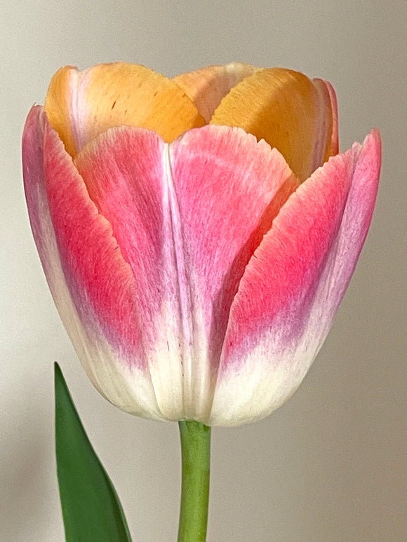Tulip Jumbo Jet Kunyun