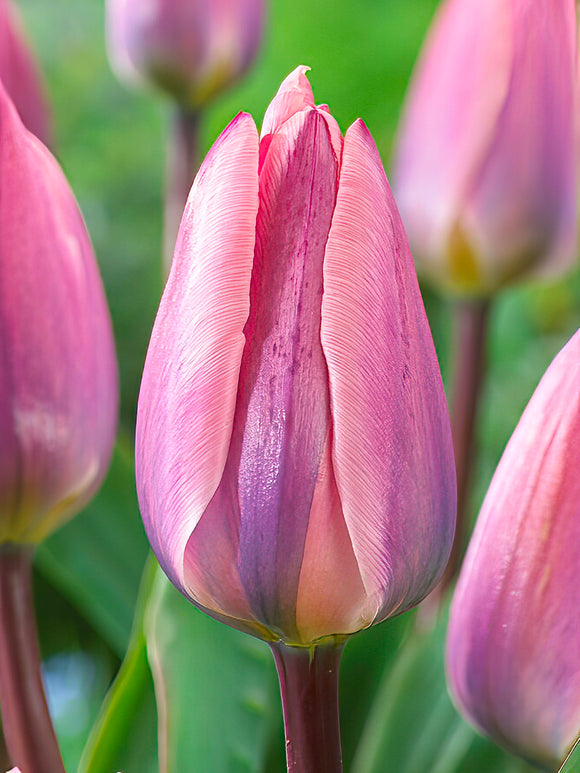 Tulip Light and Dreamy