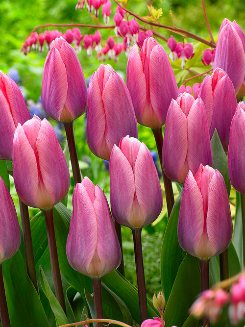 Tulip Light and Dreamy