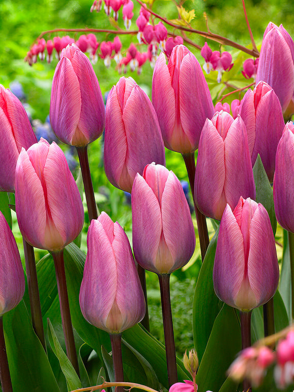 Tulip Light and Dreamy