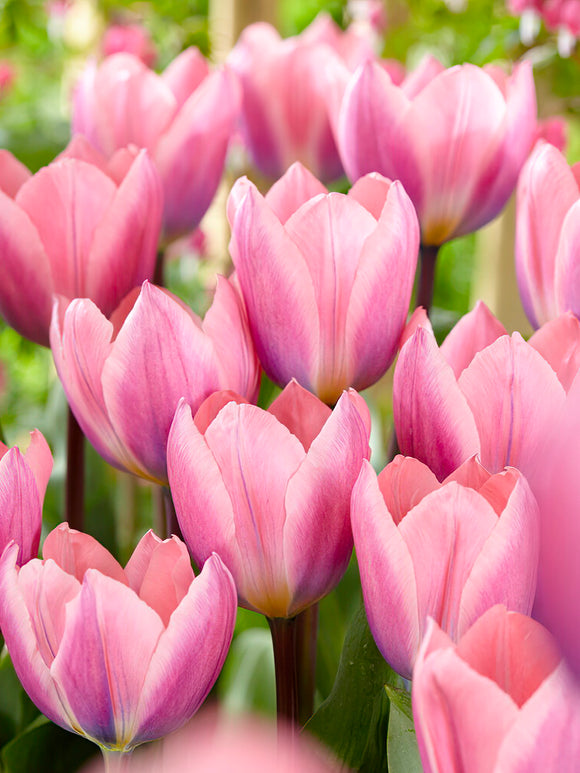 Tulip Light and Dreamy