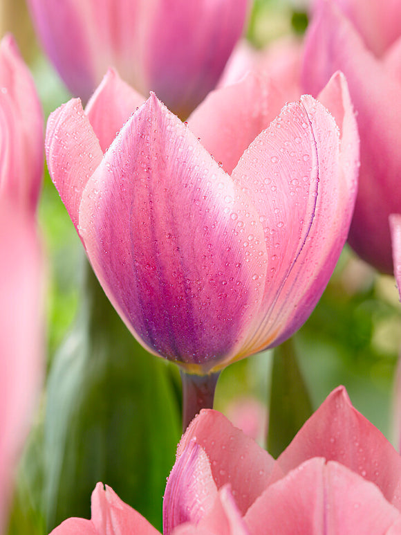 Tulip Light and Dreamy