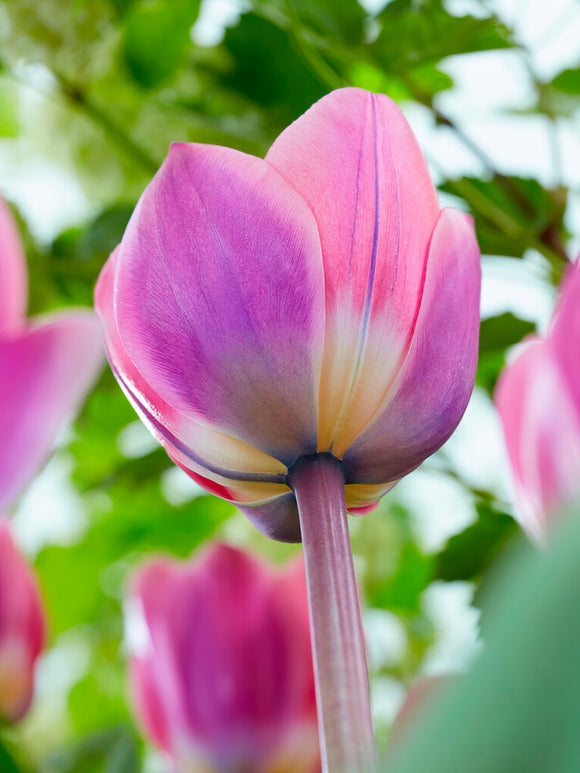 Tulip Light and Dreamy