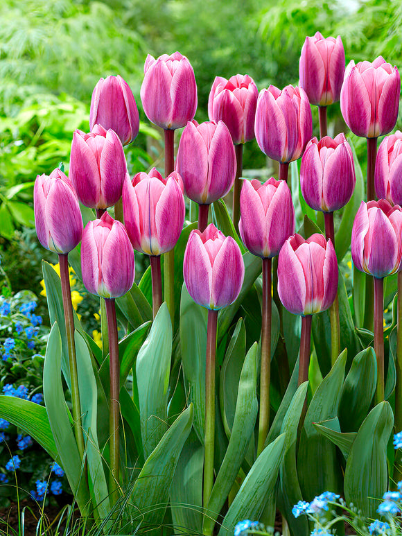 Tulip Light and Dreamy