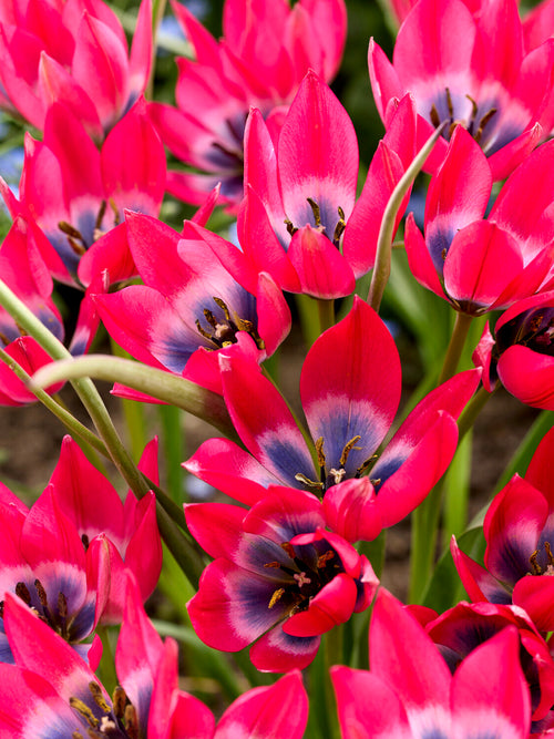 Tulip Little Beauty