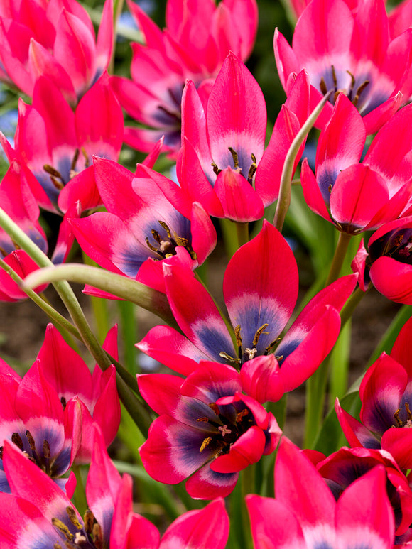 Tulip Little Beauty