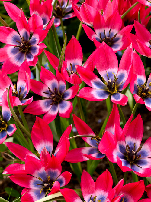 Tulip Little Beauty