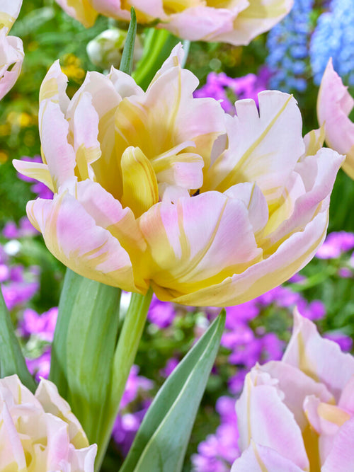Tulip Lotus Love