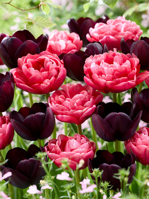 Tulip Midnight Rose Collection