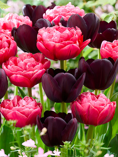 Tulip Midnight Rose Collection