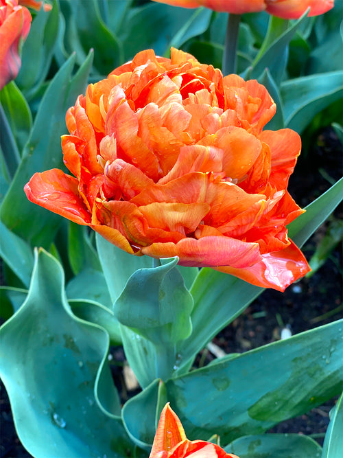 Tulip Olivia (Valdivia)