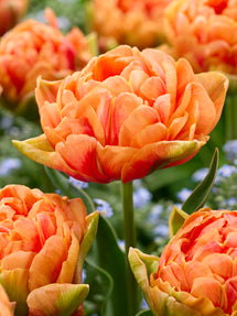 Tulip Orange Flavor®