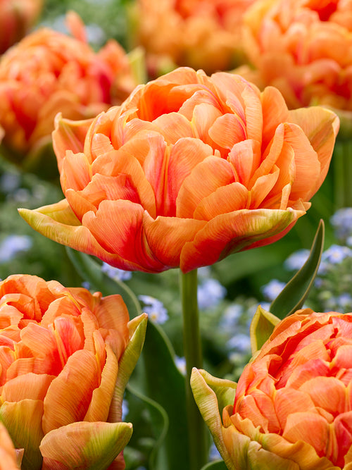 Tulip Orange Flavor®