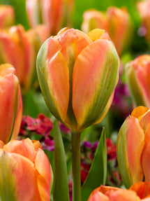 Tulip Orange Marmelade