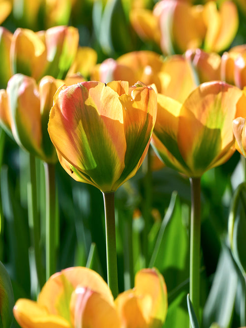 Tulip Orange Marmelade