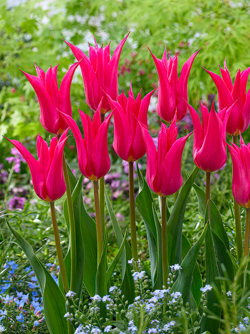 Tulip Oriental Pearl