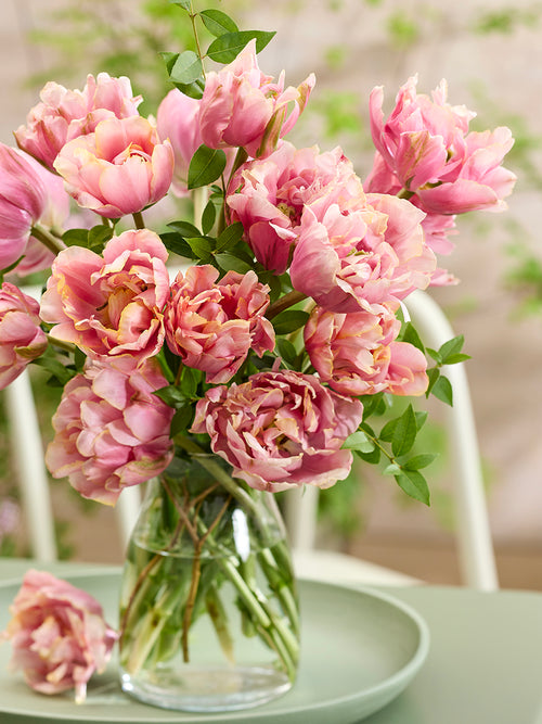 Tulip Picture Perfect