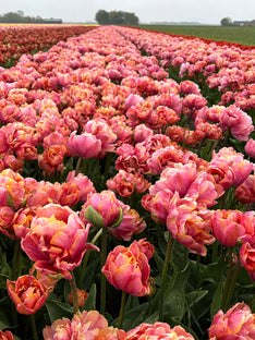 Tulip Picture Perfect
