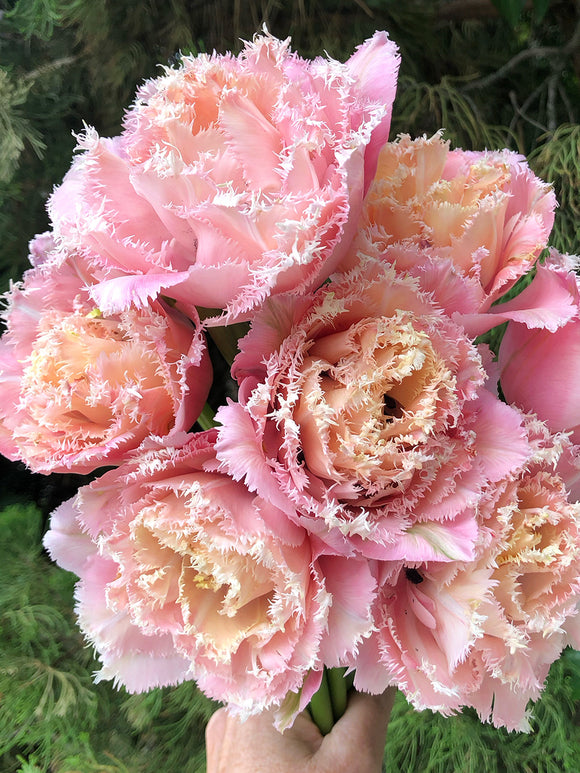 Tulip Pink Magic