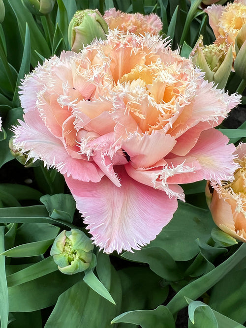 Tulip Pink Magic