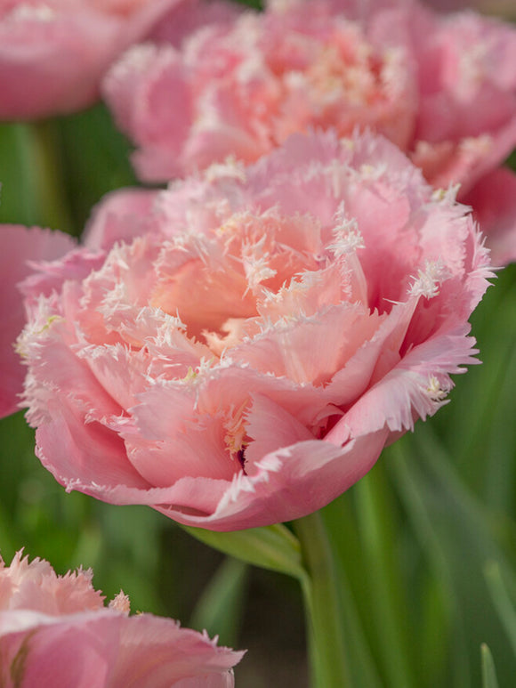 Tulip Pink Magic