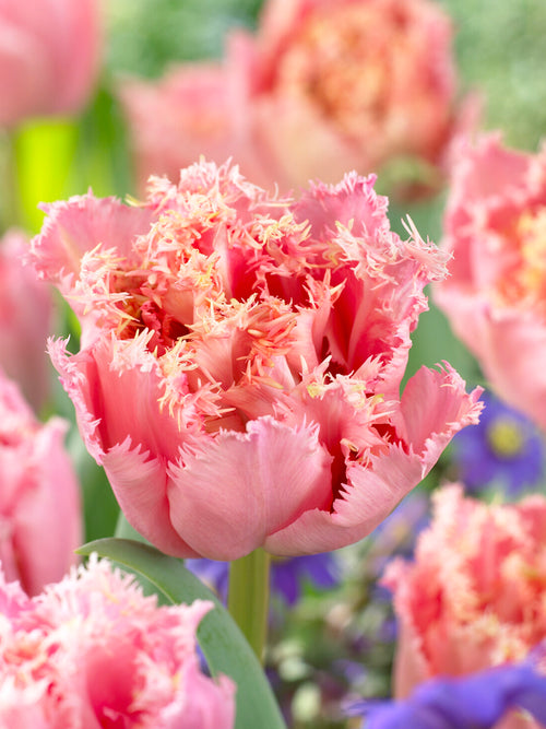 Tulip Pink Magic
