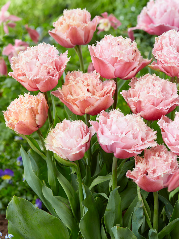 Tulip Pink Magic