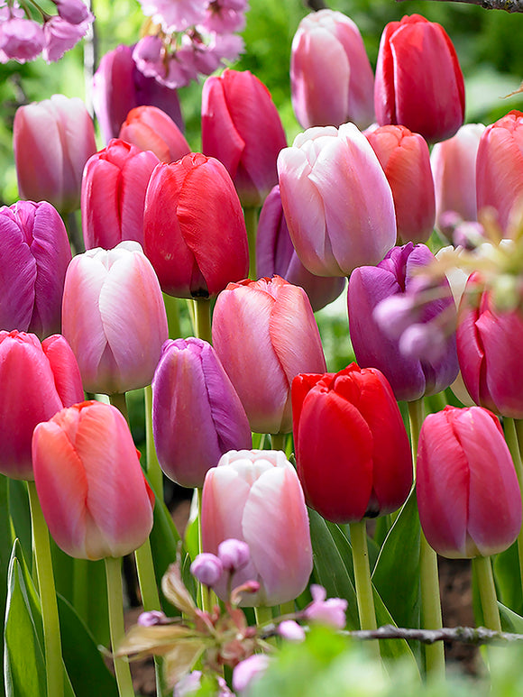 Tulip Pride and Joy Collection