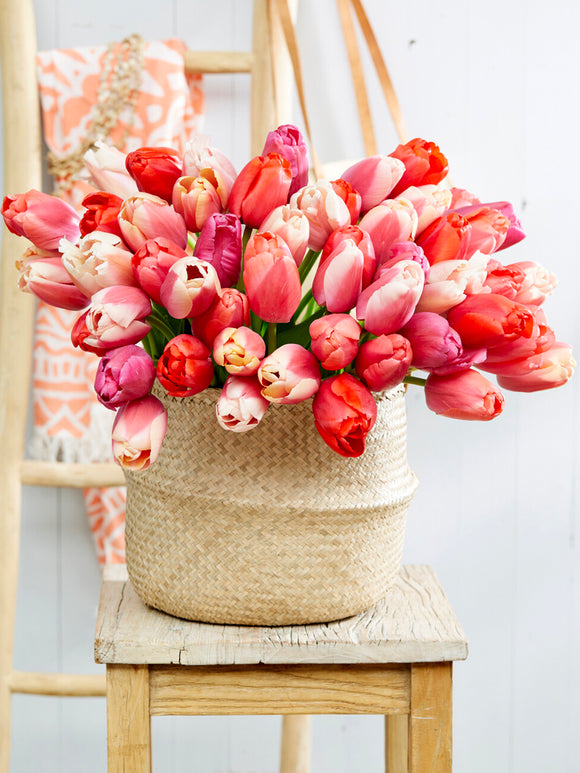 Tulip Pride and Joy Collection