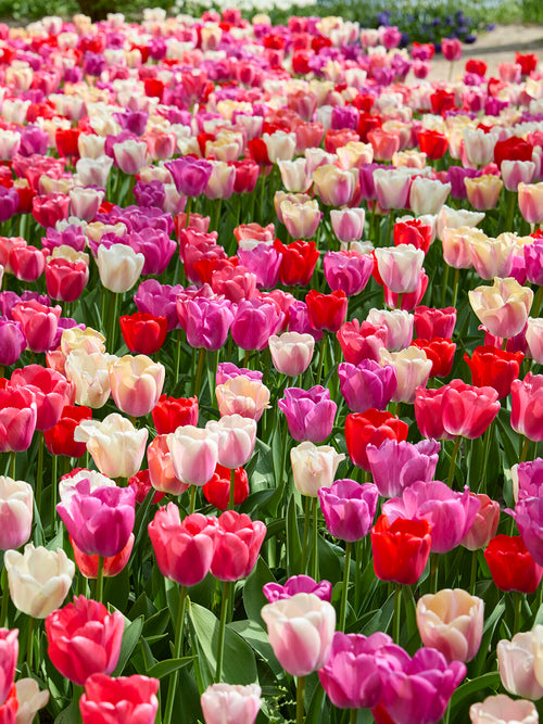 Tulip Pride and Joy Collection