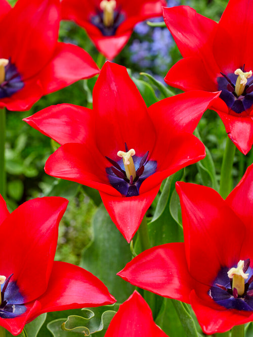 Tulip Red Lightning Blue