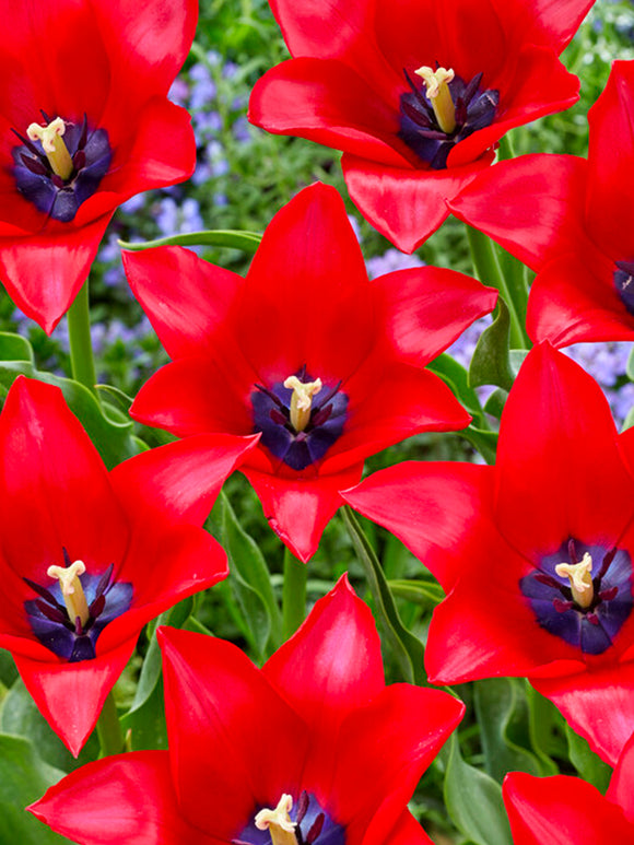 Tulip Red Lightning Blue