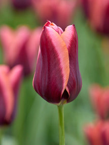 Tulip Slawa