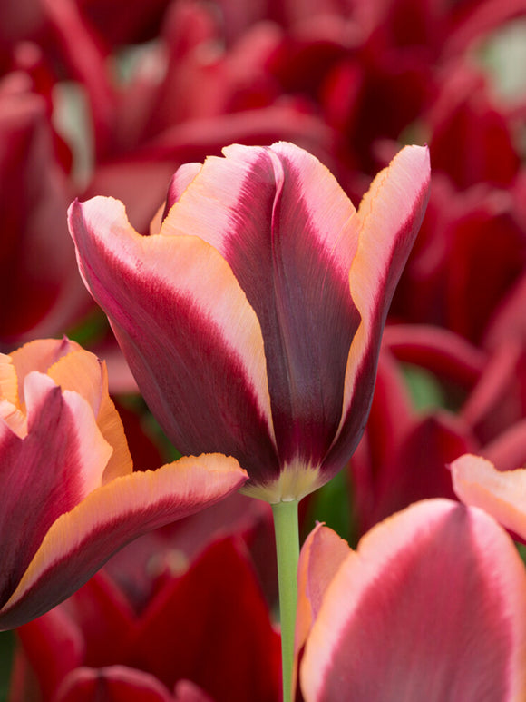 Tulip Slawa