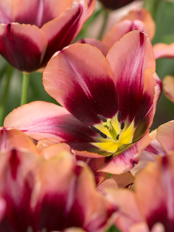 Tulip Slawa