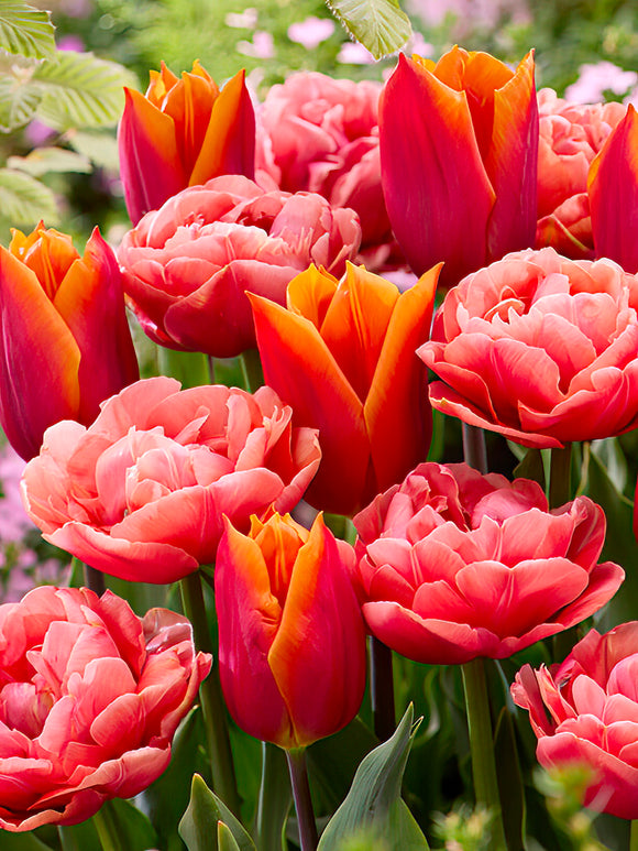 Tulip Sunset Glow Collection