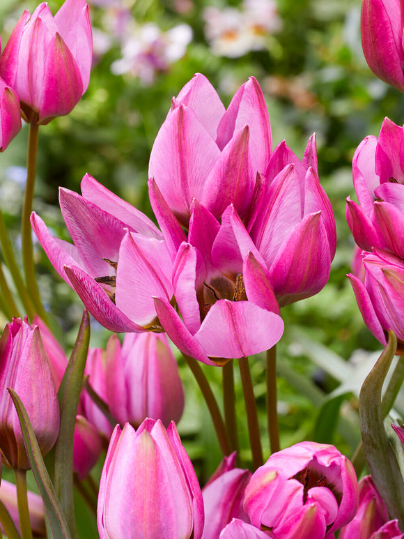 Tulip Violetta