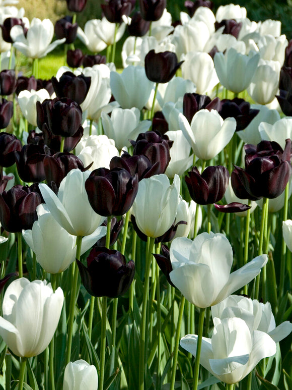Tulip Zebra Collection
