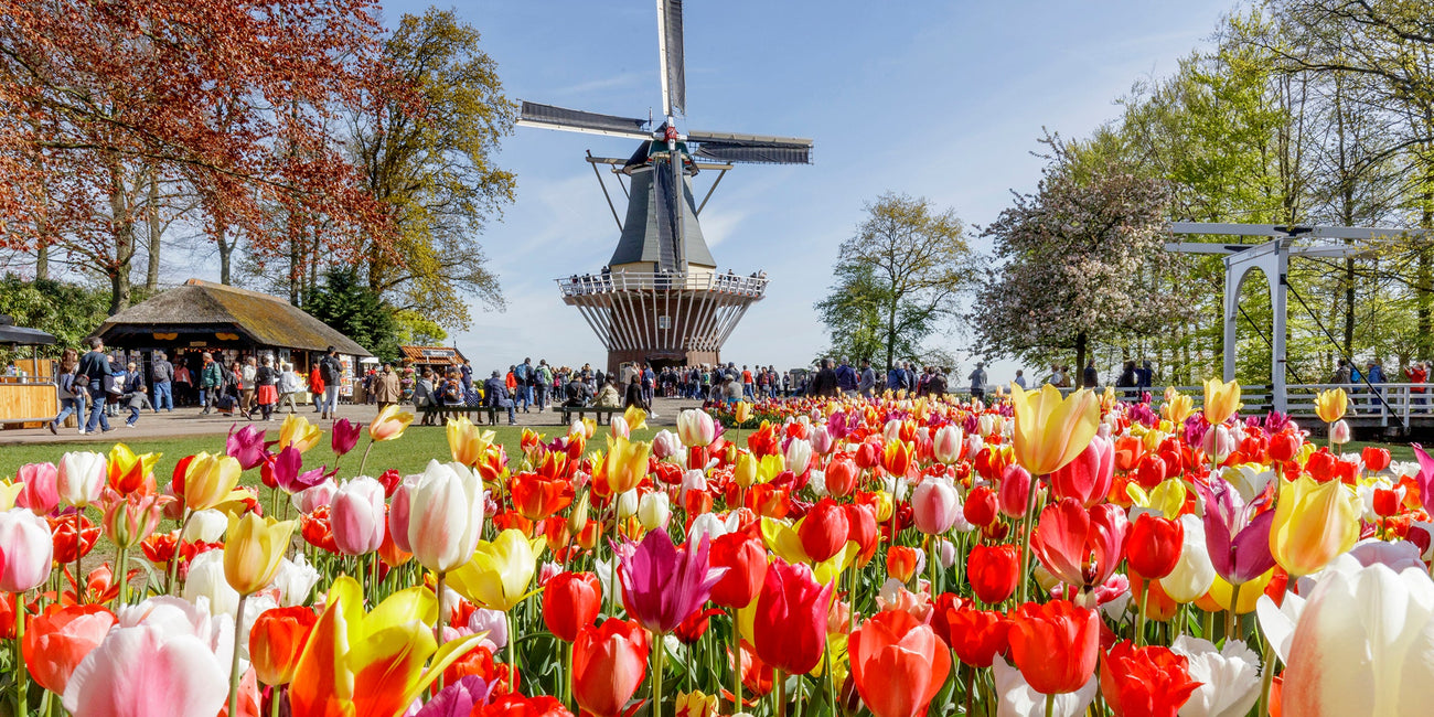Tradition from 1882Four Generations of PureDutch Flower Bulb Quality Tradition from 1882Four Generations of PureDutch Flower Bulb Quality