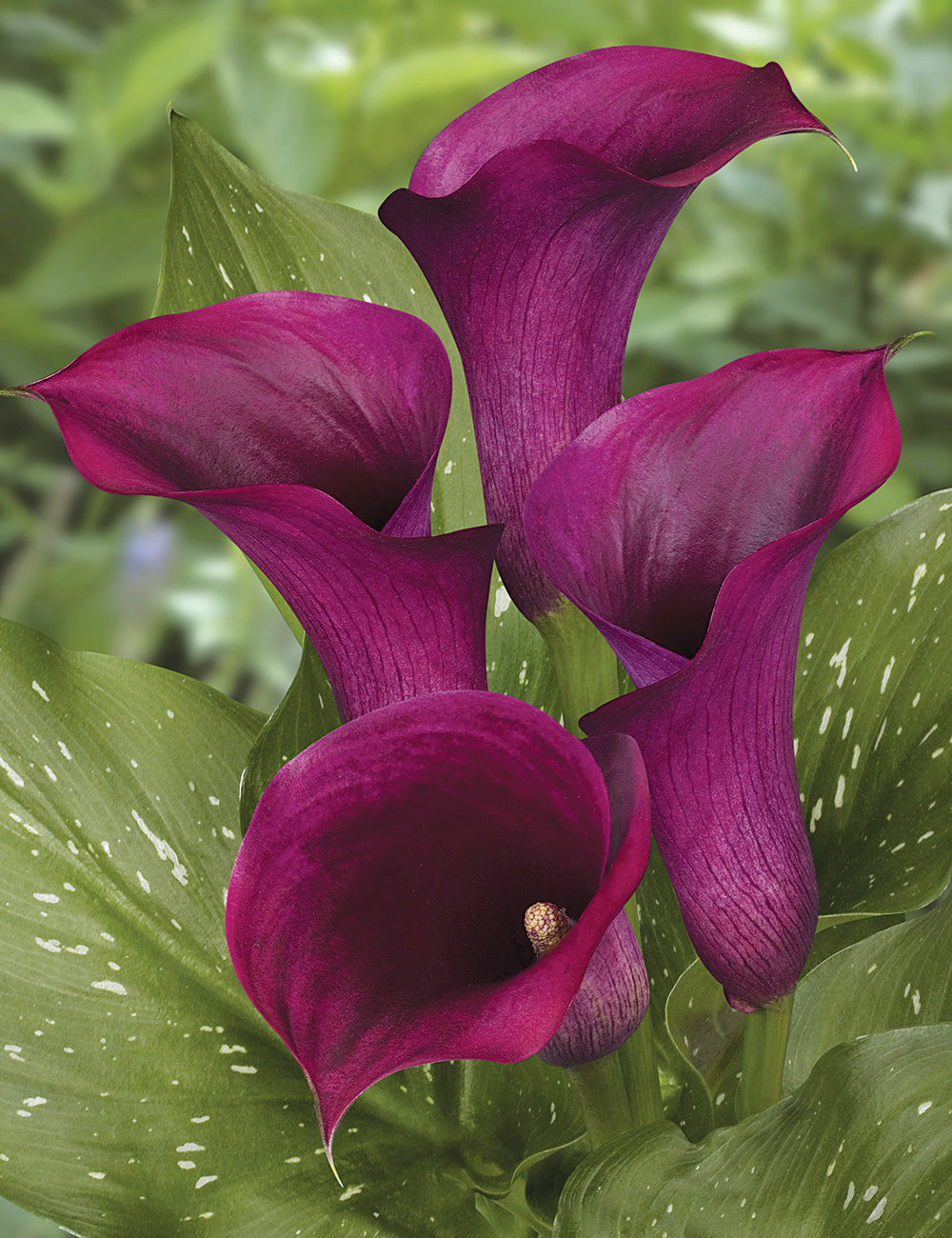 purple calla lily plant Calla Lily Captain Promise