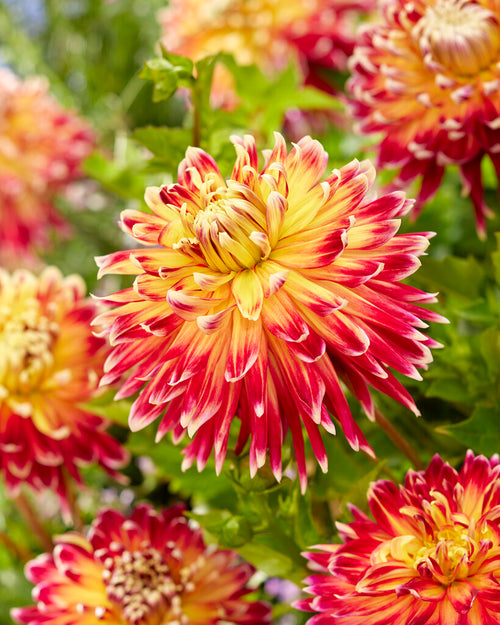 Dahlias Akita Tubers