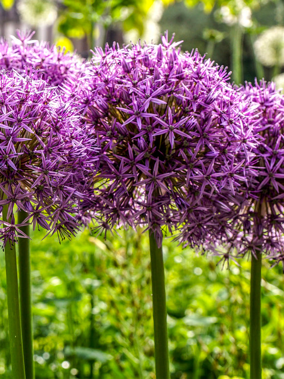 Giant Ornamental Onion - Allium Ambassador
