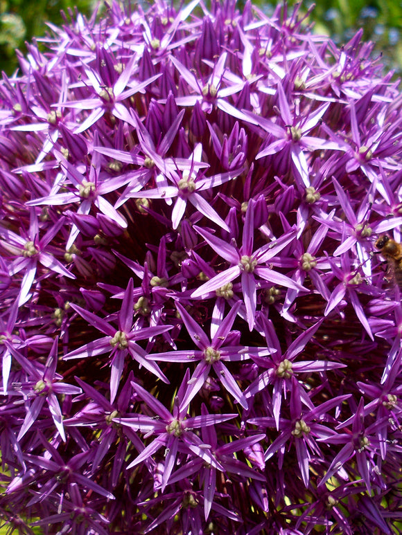 Giant Ornamental Onion - Allium Ambassador